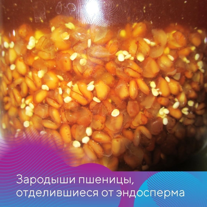 Зародыши пшеницы