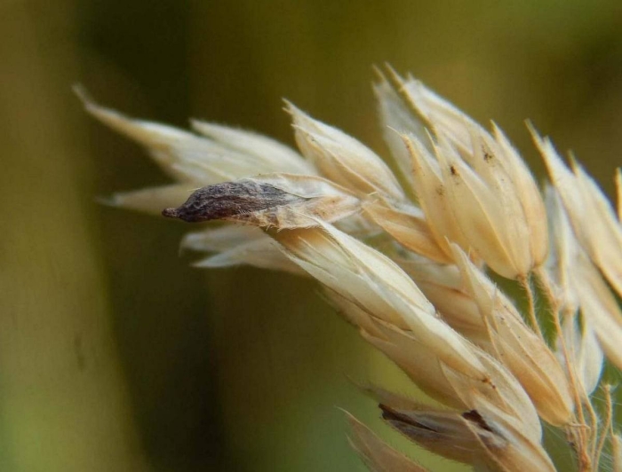 Спорынья обыкновенная