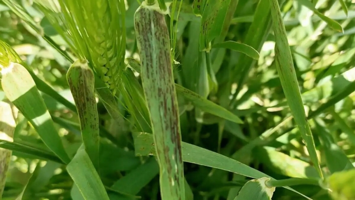 Гельминтоспориозная пятнистость пшеницы