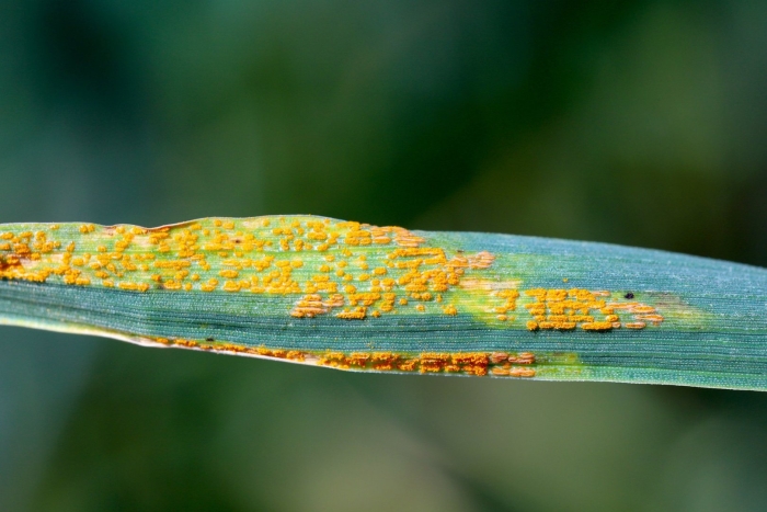 Puccinia striiformis