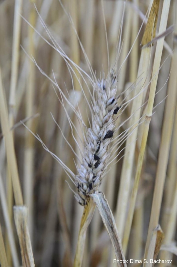 Головня пшеницы
