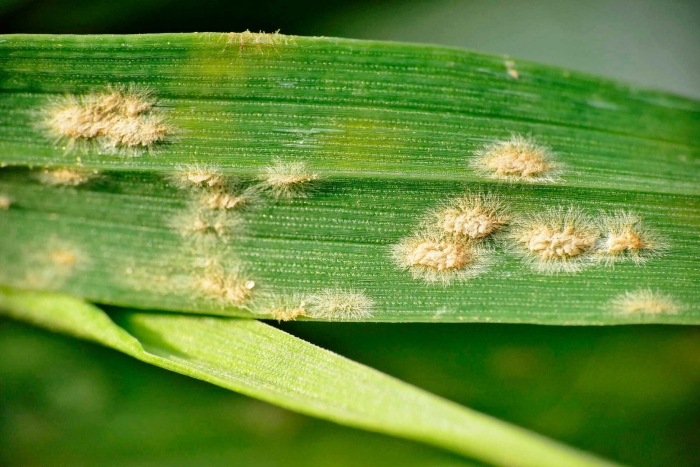 Blumeria (erysiphe) graminis