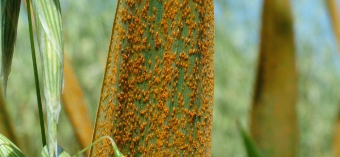 Бурая стеблевая ржавчина пшеницы