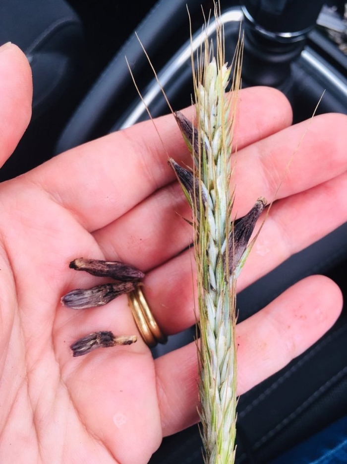 Спорынья пшеницы