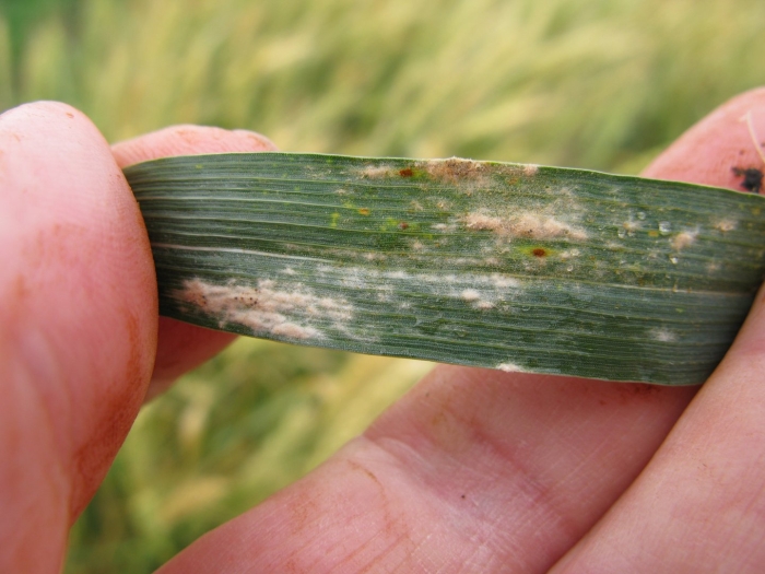 Мучнистая роса — blumeria graminis