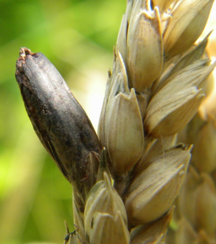 Спорынья и головня