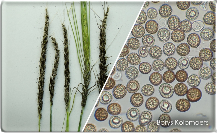 Твердая головня пшеницы телиоспоры