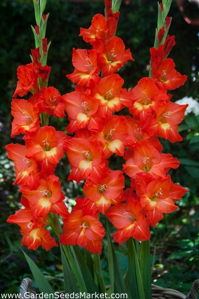 Гладиолус никита