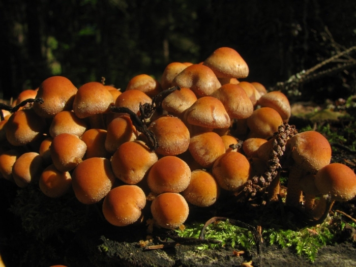 Летний опенок kuehneromyces mutabilis