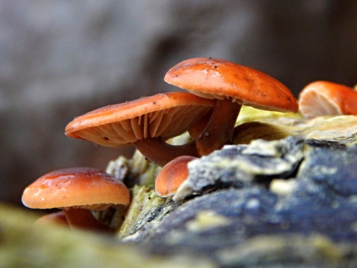 Flammulina velutipes