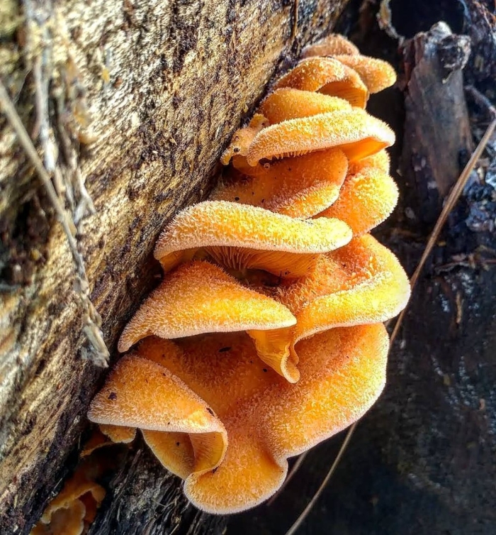 Вешенка оранжевая