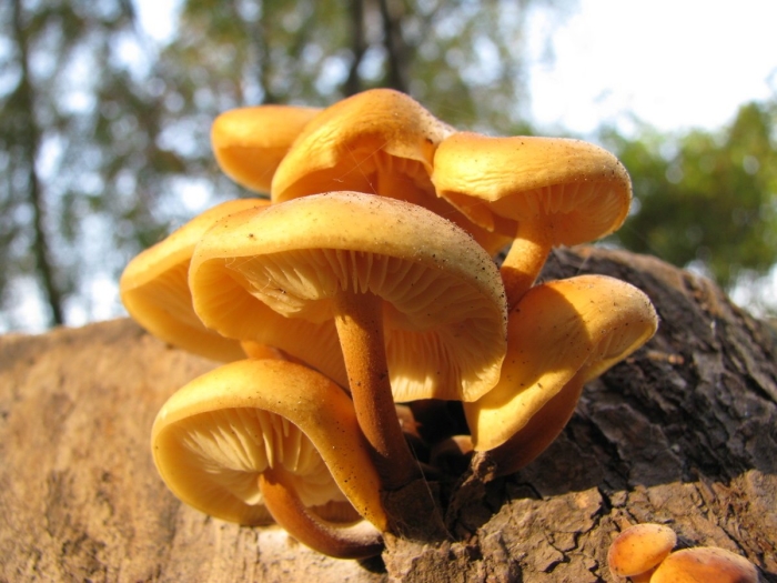 Ложноопёнок серно-жёлтый