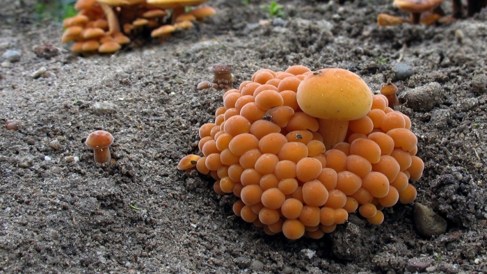 Фламмулина гриб