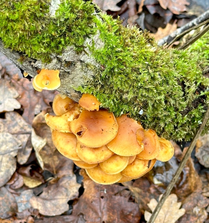 Опята фламмулина