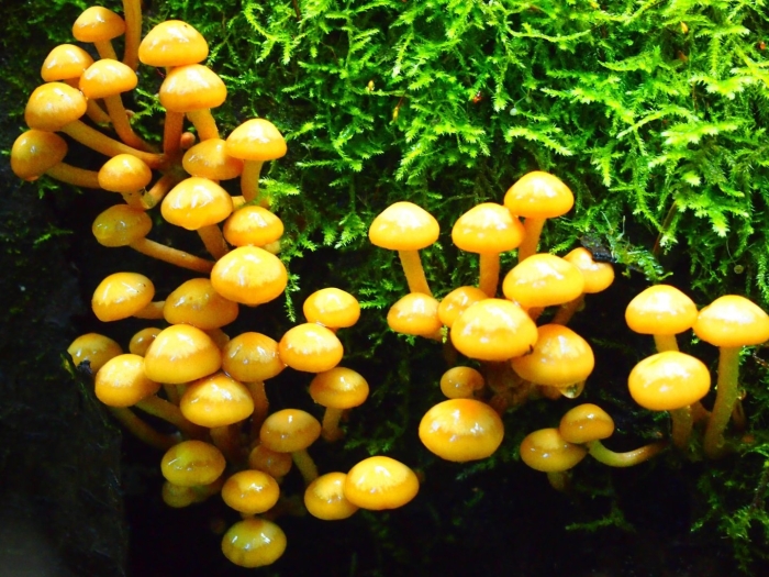 Китайские опята