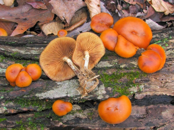 Галерина окаймлённая гриб