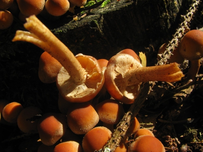 Летний опенок kuehneromyces mutabilis