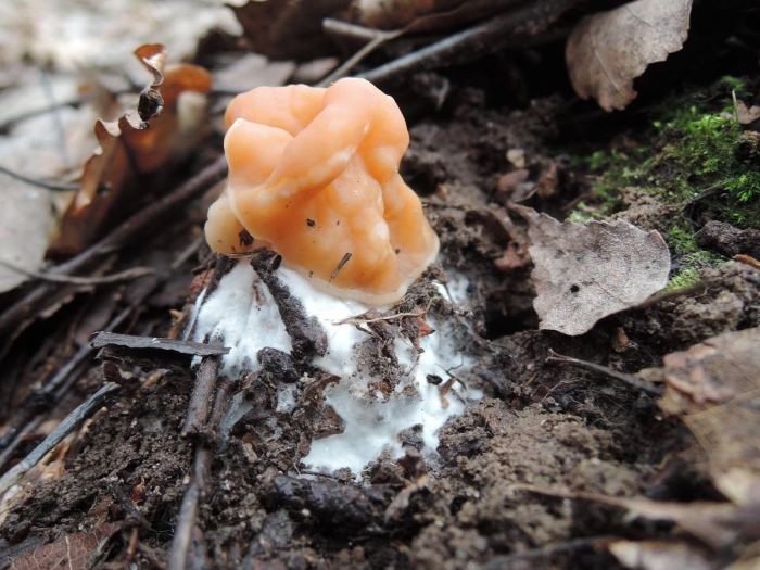 Гриб chorioactis geaster