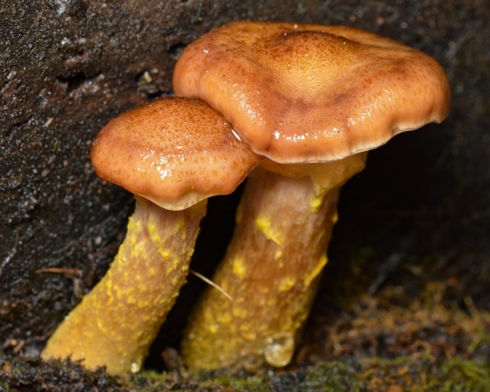 Земляные опята