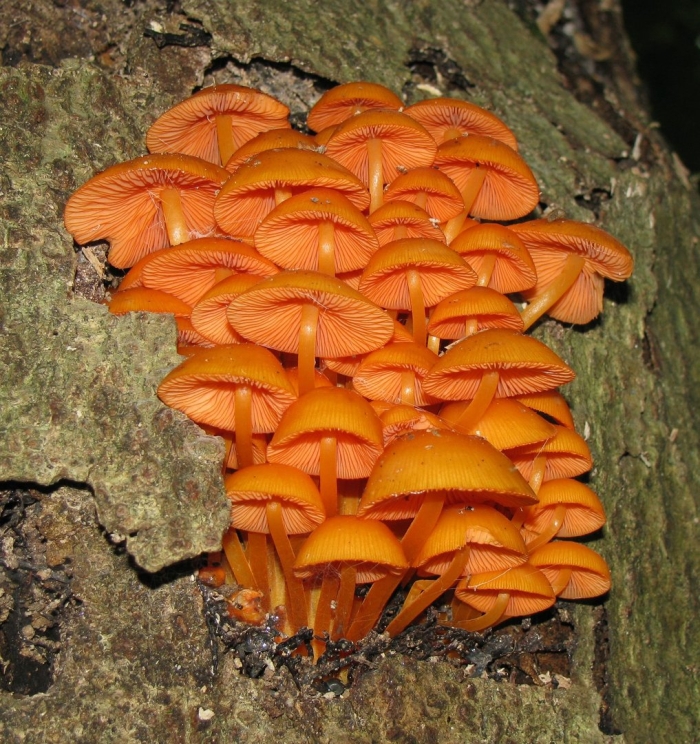 Mycena leaiana