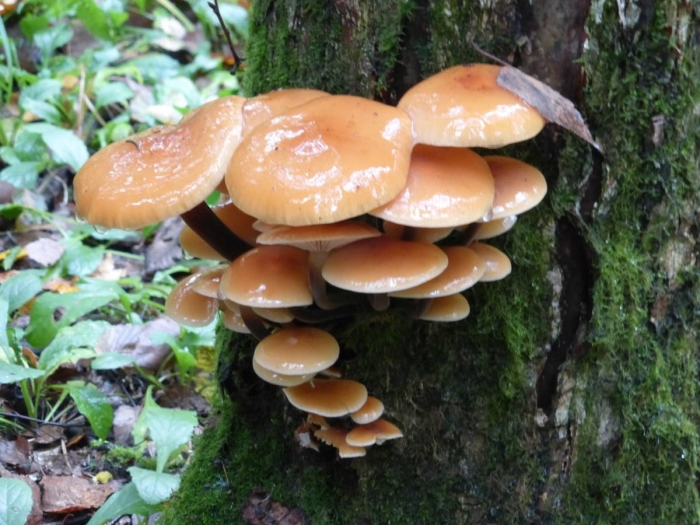 Дубовые опята