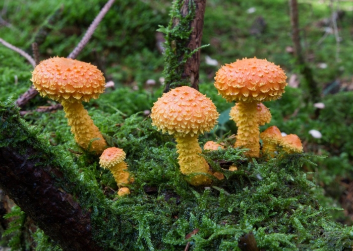 Чешуйчатка огненная гриб