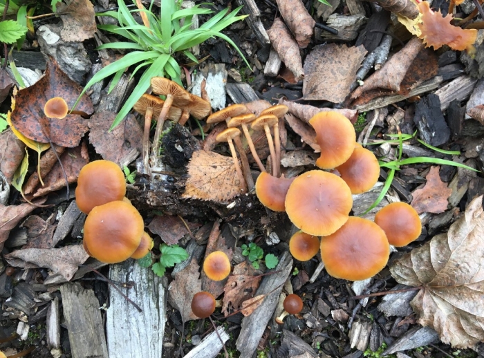 Галерина окаймленная