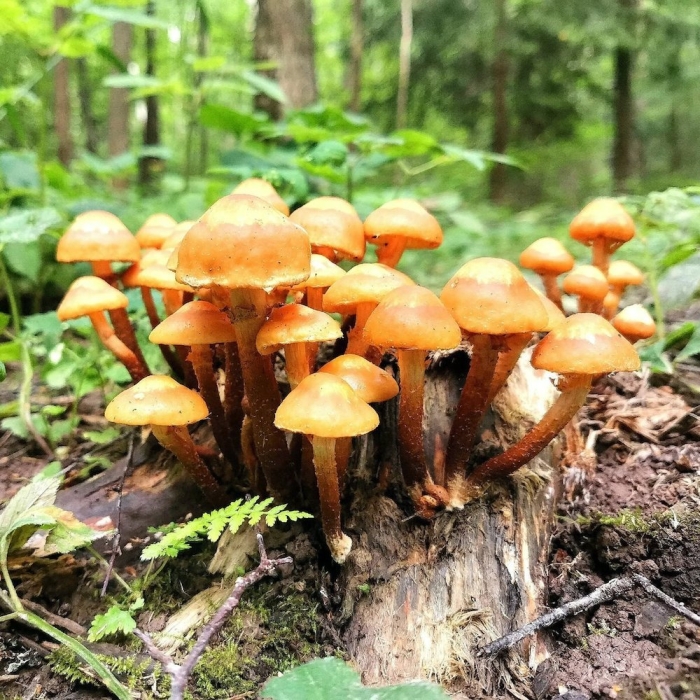 Опенок луговой негниючник