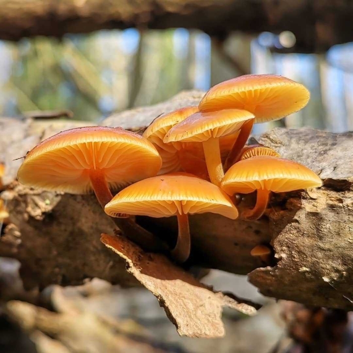 Фламмулина гриб