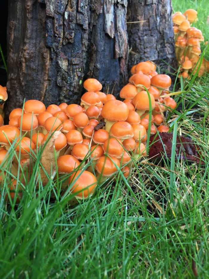 Гриб опенок