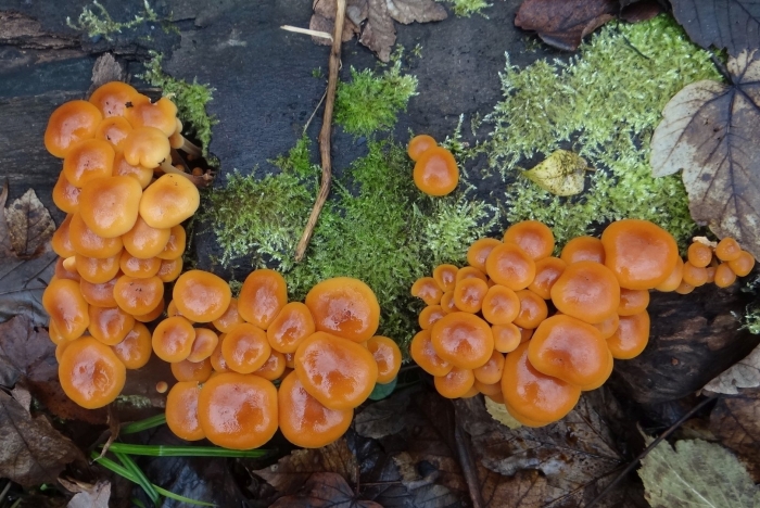 Flammulina velutipes