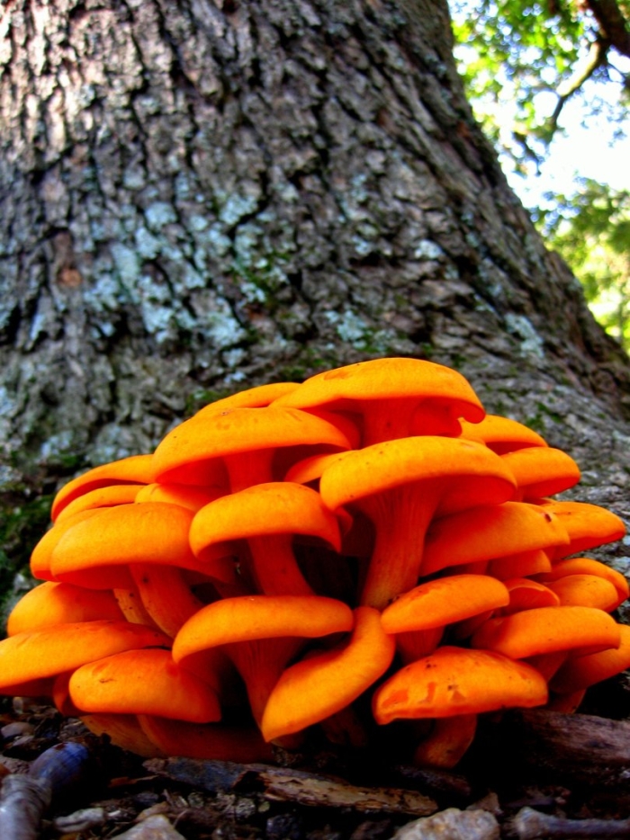 Гриб оранжевый