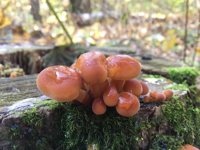 Редкие грибы подмосковья