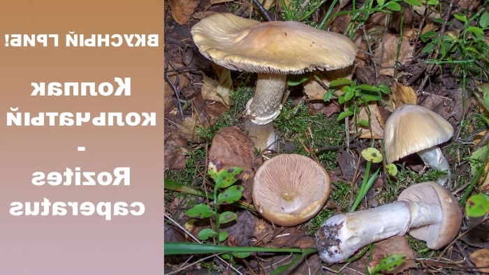 Колпак кольчатый cortinarius caperatus