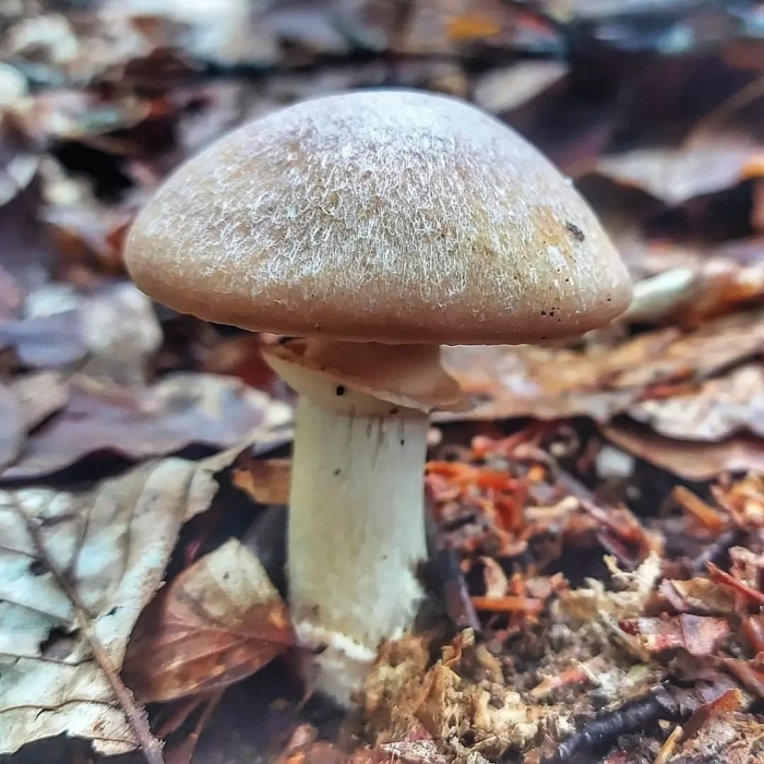 Колпак кольчатый гриб