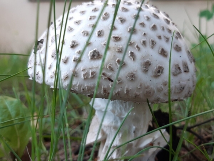 Мухомор белый (amanita verna)