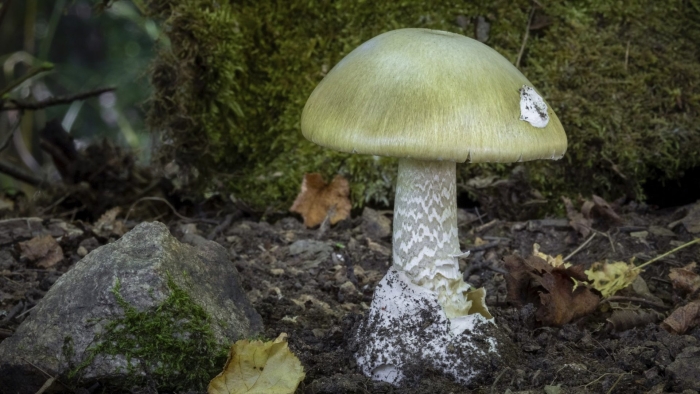 Amanita phalloides