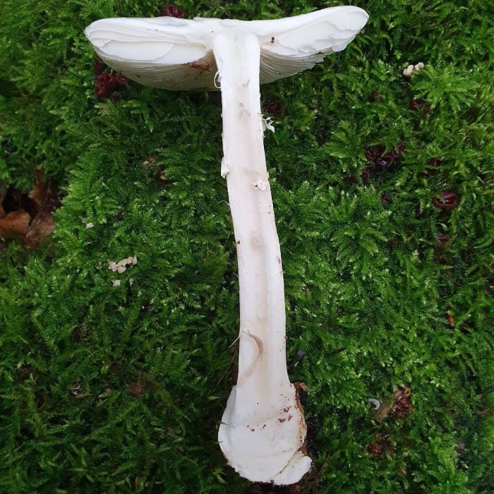 Бледная поганка гриб