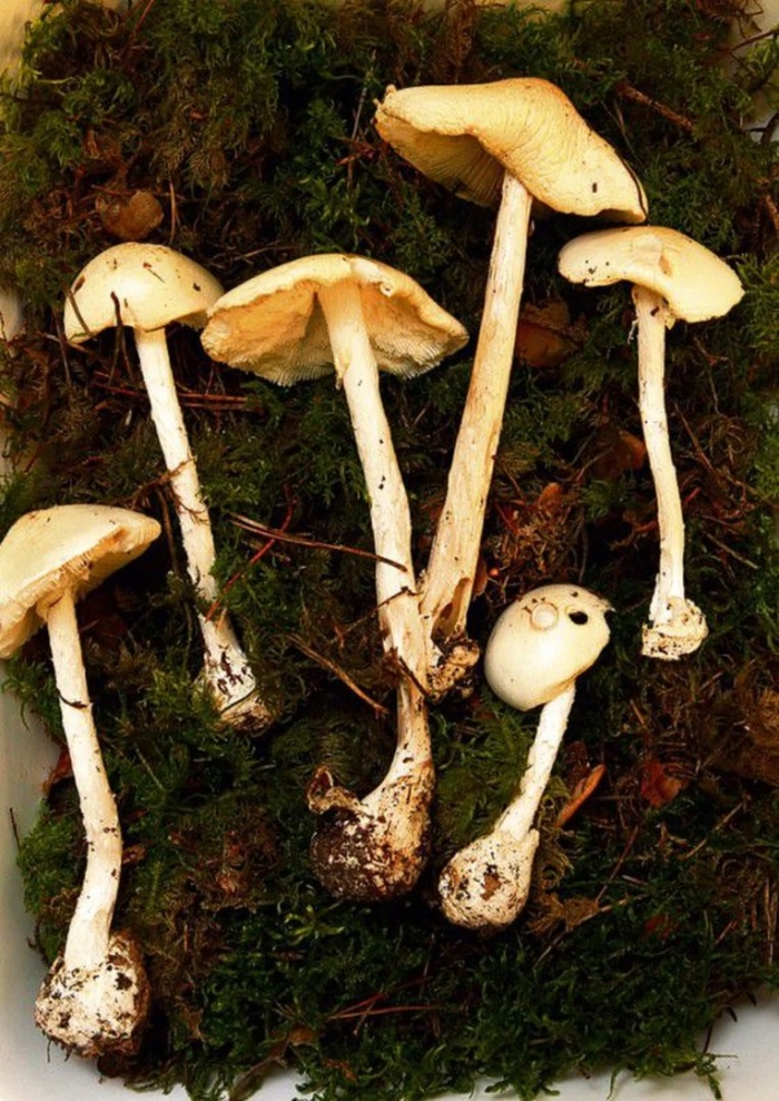 Белая поганка мухомор вонючий