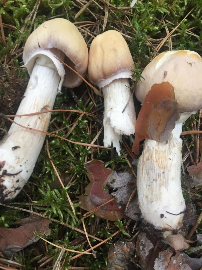 Осиновик белый leccinum percandidum
