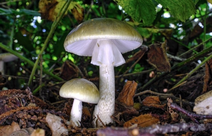 Гриб бледная поганка