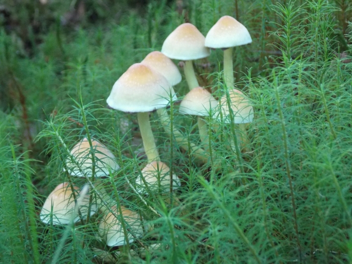 Вёшенка поганка