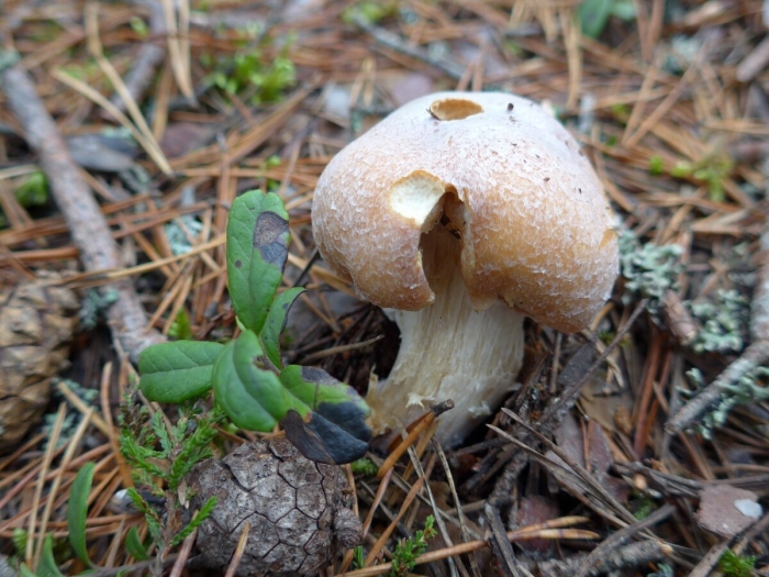 Колпак кольчатый cortinarius caperatus
