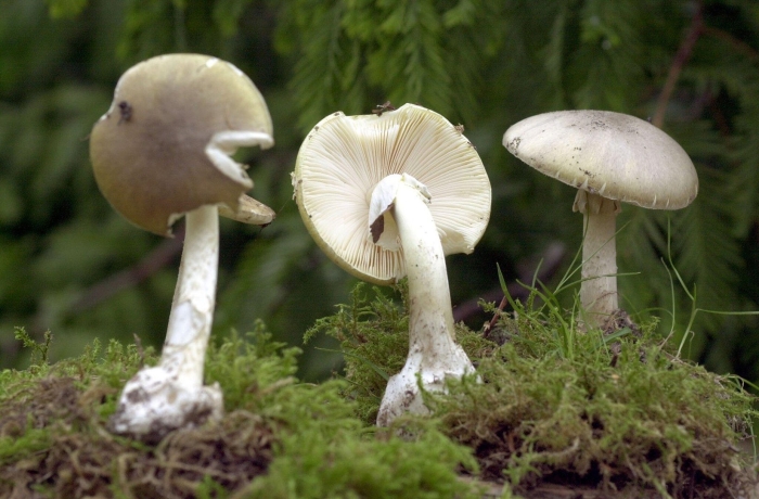 Бледная поганка