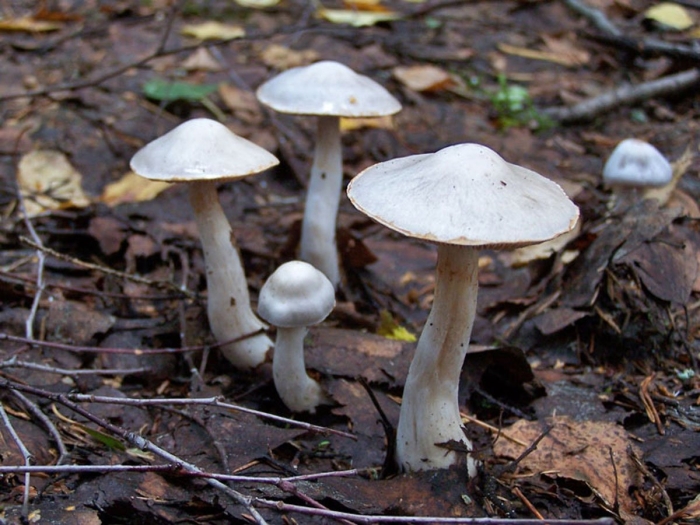 Cortinarius alboviolaceus