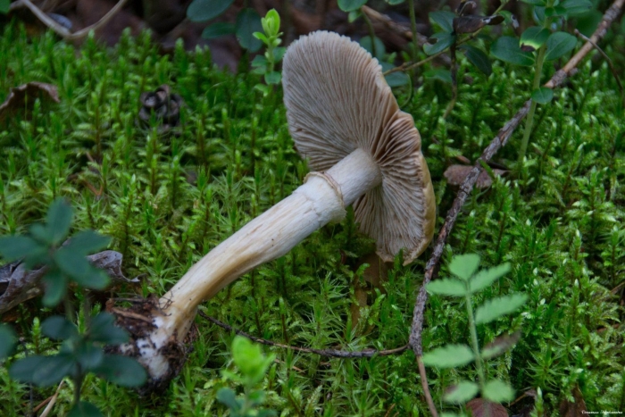 Гриб паутинник