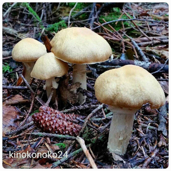 Гриб колпак