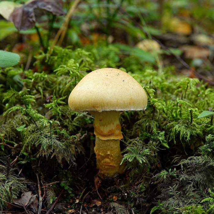 Паутинник триумфальный желтый