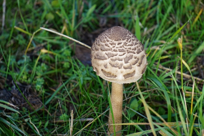 Зонтик пёстрый macrolepiota procera