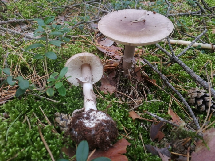 Мухомор порфировый amanita porphyria